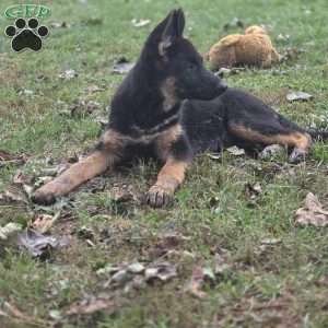 Vixie, German Shepherd Puppy