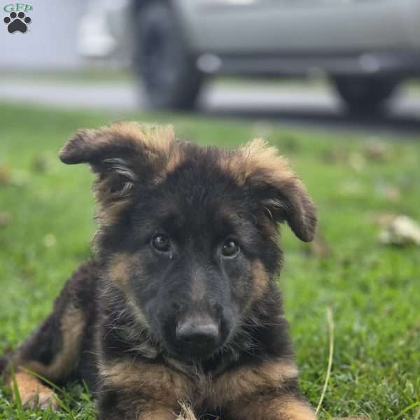 Victoria, German Shepherd Puppy