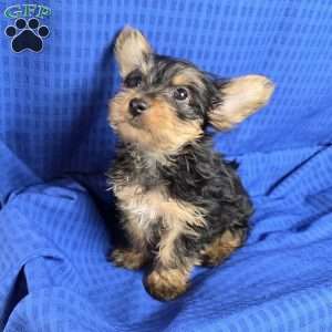 Sammy- tiny, Yorkie Puppy