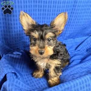 Sammy- tiny, Yorkie Puppy