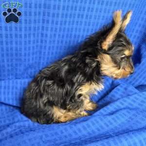 Sammy- tiny, Yorkie Puppy