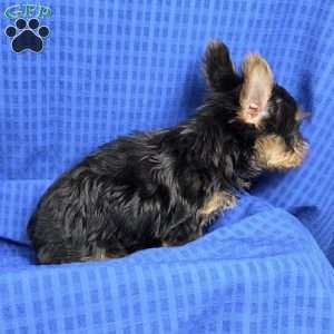 Sammy- tiny, Yorkie Puppy