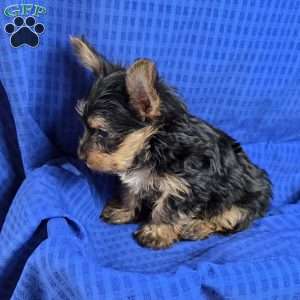 Sammy- tiny, Yorkie Puppy