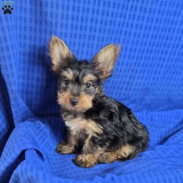 Sammy- tiny, Yorkie Puppy