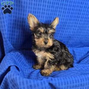 Sammy- tiny, Yorkie Puppy