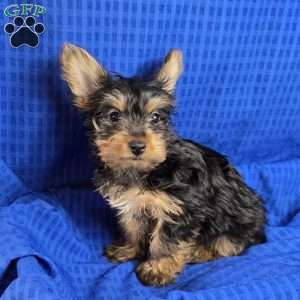 Sammy- tiny, Yorkie Puppy