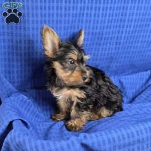 Sammy- tiny, Yorkie Puppy