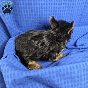 Sonny- tiny, Yorkie Puppy