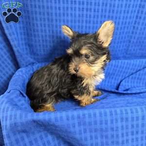 Sonny- tiny, Yorkie Puppy