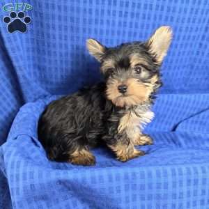 Sonny- tiny, Yorkie Puppy