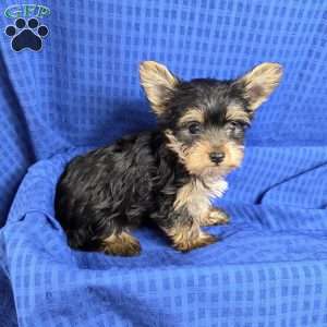 Sonny- tiny, Yorkie Puppy