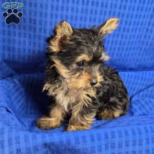 Sonny- tiny, Yorkie Puppy