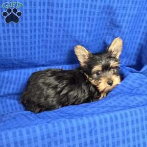 Sonny- tiny, Yorkie Puppy