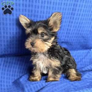 Sonny- tiny, Yorkie Puppy