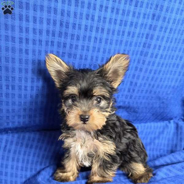 Sonny- tiny, Yorkie Puppy