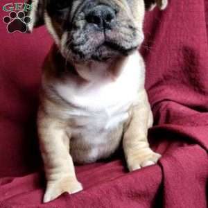 Gizmo, French Bulldog Mix Puppy
