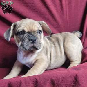 Gizmo, French Bulldog Mix Puppy