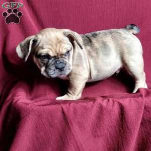 Gizmo, French Bulldog Mix Puppy