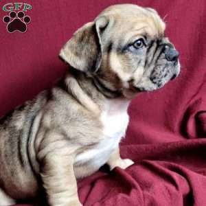 Gizmo, French Bulldog Mix Puppy