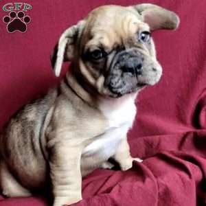 Gizmo, French Bulldog Mix Puppy