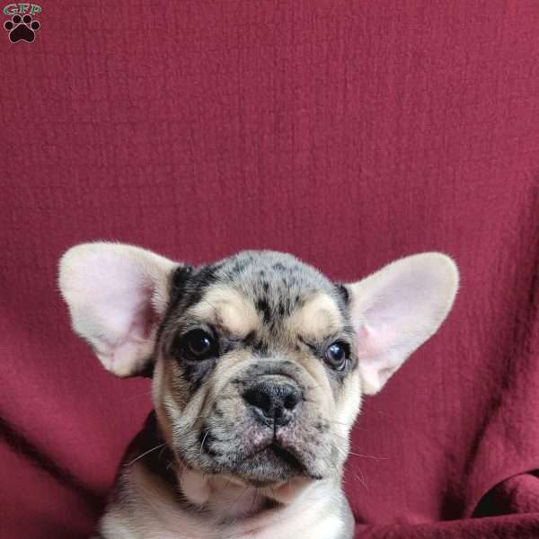 Winston, French Bulldog Mix Puppy