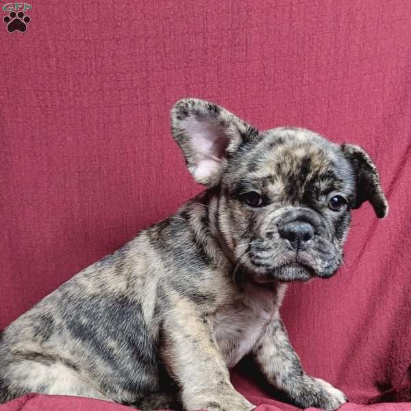 Cleo, French Bulldog Mix Puppy