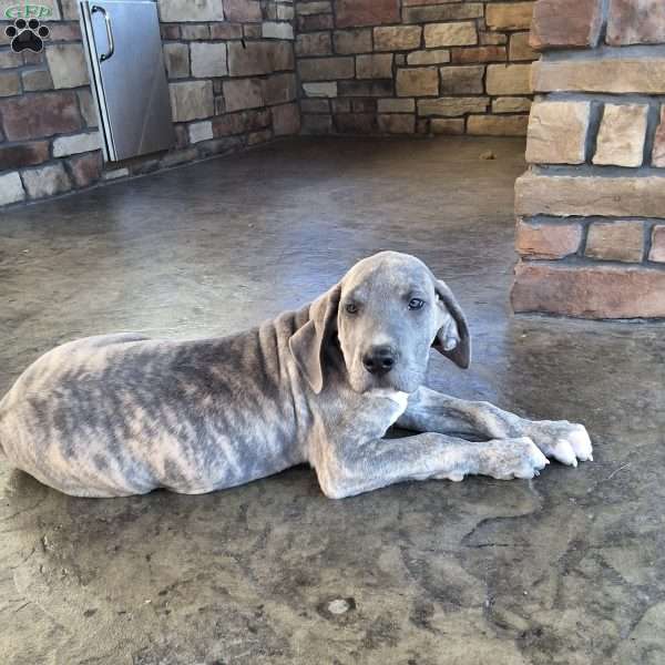 Rosco, Great Dane Puppy