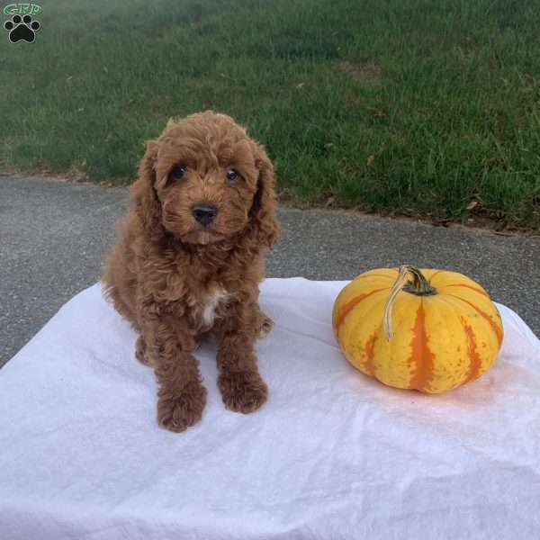 Coco, Cavapoo Puppy