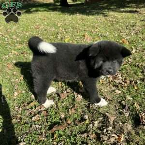 Ashanti, Akita Puppy