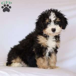Ginger, Mini Bernedoodle Puppy
