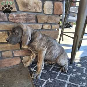 Beck, Great Dane Puppy