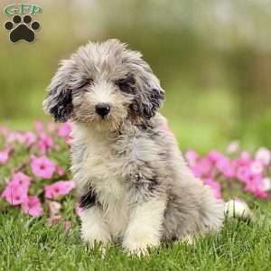 Arnold, Sheepadoodle Puppy