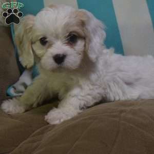 Katie, Cavachon Puppy