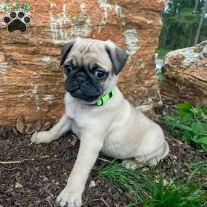 Scooby, Pug Puppy