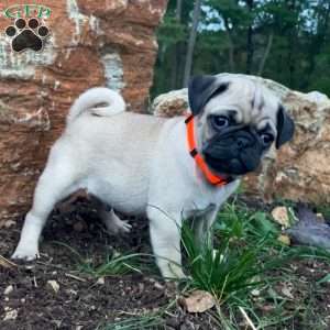 Jolly, Pug Puppy