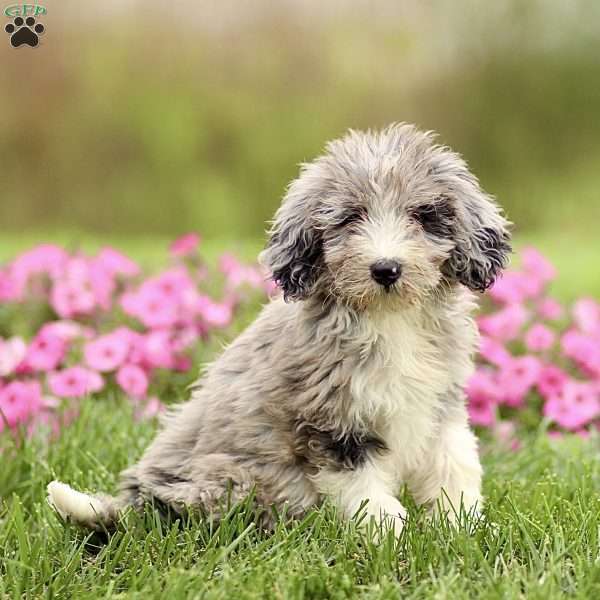 Arnold, Sheepadoodle Puppy