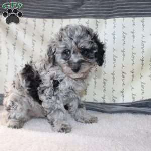 Colton, Miniature Poodle Puppy