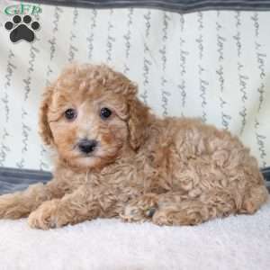Cody, Miniature Poodle Puppy