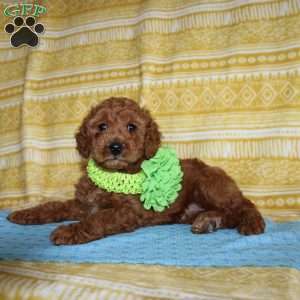 Burt, Mini Goldendoodle Puppy