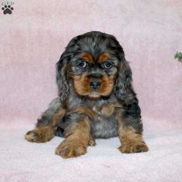 Lolly, Cocker Spaniel Puppy