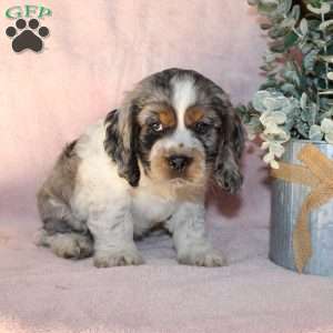 Louis, Cocker Spaniel Puppy