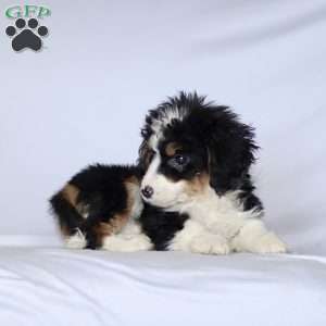 Gabby, Mini Bernedoodle Puppy