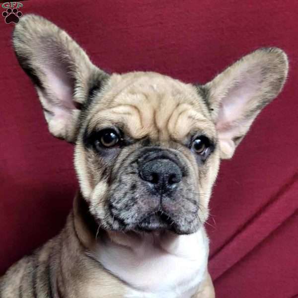 Gizmo, French Bulldog Mix Puppy