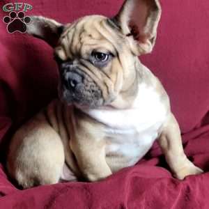 Gizmo, French Bulldog Mix Puppy