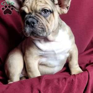 Gizmo, French Bulldog Mix Puppy