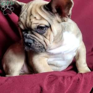 Gizmo, French Bulldog Mix Puppy