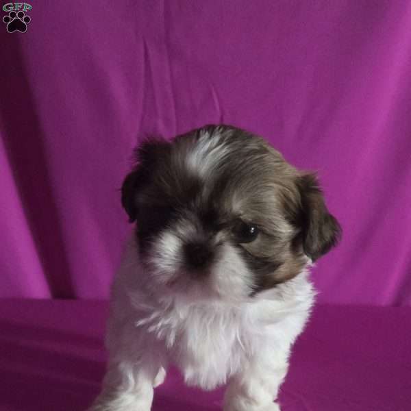 Holly, Shih Tzu Puppy