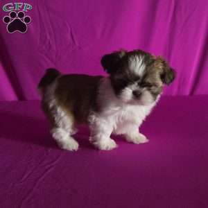 Holly, Shih Tzu Puppy