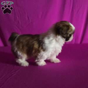 Holly, Shih Tzu Puppy