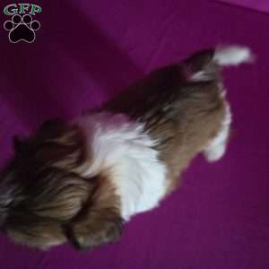 Holly, Shih Tzu Puppy